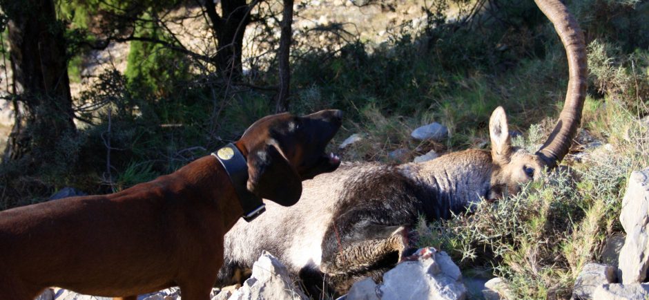 Caza en España - Imagen 9